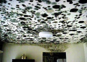 Reno-Mold-Removal